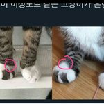 김용국이 고양이 유기했다는애들 봐