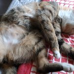 [고양이] 냥줍 2일째 일기