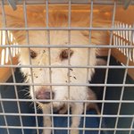 [강아지] 거리를 새끼와 떠돌던 <b>어미</b>