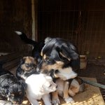 [강아지] <b>어미</b>와 새끼들에게 기회를 주세요