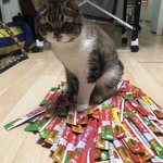 [고양이] <b>두부</b>라는 아이에요10