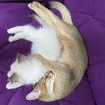 [강다니엘] 181110 강다니엘 공카프사