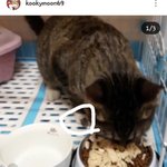 김용국 고양이 유기 정리 <b>txt</b>.