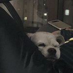 [ㅈㄱㄴ] 강아지 자랑좀할께....