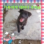 [강아지] 해외이동봉사 부탁드립니다