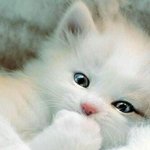 이게 짝<b>녀얼굴</b>