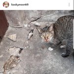 김용국 <b>쉴드</b>치는년들 제정신인가