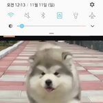 [댓글부탁해] 강아지 잘아는애들아 이거뭔<b>품종</b>임