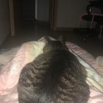 우리집 고양이 내 <b>배위</b>에서 잔다