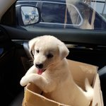 [강아지] 가을에 데려와서 가을이