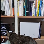 [드루와] 김용국 유기묘 (구)르<b>시</b> 근황 (소속사에서 보호중 <b>X</b>)