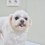 모시/말티즈/<b>남아</b>(중성화완료)/7살/2.5kg  *모시는 두려운...