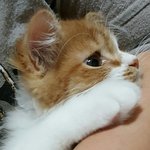 아기냥 <b>호빵</b>이-7