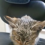 [EXO] 새끼 길냥이 냥줍했어ㅜ..