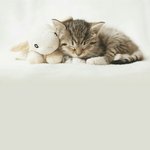 <b>활발</b>한애들보고