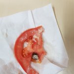 썩은 토마토로 햄버거를