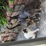 [고양이] 10마리의 목숨, 지켜줄 수 있을까요?