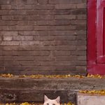 고양이 키우는 <b>집사</b>들 취미 말해보자