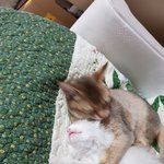 [강다니엘] 오리랑 <b>짱아</b> 행쇼❤