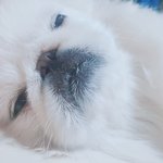 [드루와] 우리<b>집</b> 갱<b>얼</b>쥐볼래??