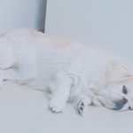 [드루와] <b>트름</b>핬는데 강아지가 야린다