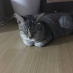 [조언부탁해] 다이어트 꿀팁있냐 공유좀ㅠㅠㅠ