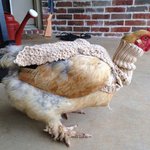 월동 준비 시작한 <b>닭들</b> ㅋㅋ