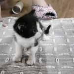 아가고양이가 옷을 입는것에 관하여 - 그리고 고양이의 그루밍이란