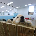 반려견의 스트레스의 증상과 원인, <b>해소방법</b>에 대해 알아보기!