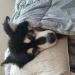 [동물사랑방] 울찍새<b>몸살</b> ㅋ