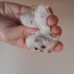 버거킹의 스위트 갈릭 <b>버거</b> ~~