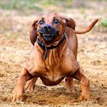 앞 뒤 상황 궁금해지는 개들의 <b>찰나</b>