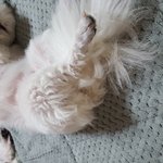 [강아지] 잘가..콩아..하늘나라에서 행복해야해