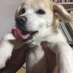 [댓글부탁해] 앞니빠진 짱<b>절미</b>