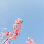 [드루와] 이 복숭아꽃 사진은 ㄹㅇ 효과있는것같음