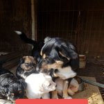 [강아지] 김제에서 <b>성남</b>으로