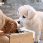 밥그릇 뺏기고 어쩔 줄 모르는 짱<b>절미</b>.gif