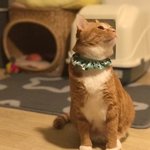 [고양이] 까<b>칠</b>냥 토리의 순간포착