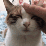 <b>전원</b> 버튼 눌려진 고양이