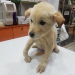 [강아지] 다리 구부러진 4개월 <b>꼬맹이</b>