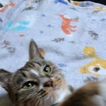 [고양이] 냥줍일기 5일차~~오후