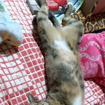 [고양이] 냥줍일기 5일차 . 이자세는 뭐죠? ㅋㅋ