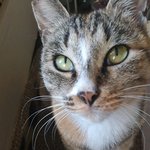 [고양이] 집사님들 우리 냥이 눈이 아픈걸까요??