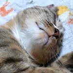 [고양이] 우리냥이 육묘일기 6일째