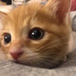 [고양이] 드디어 나도!!!!2