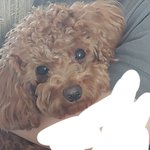 아니 <b>g7</b> 카메라 대체 ;;;;