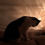 [드루와] <b>난방</b>텐트 샀는데 개꿀이당(⁎⁍̴̆Ɛ⁍̴̆⁎)