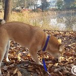 강아지 <b>입양</b> 할 때 주의할 점 알아보기