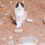 [길냥이] 너무 화가나서 하소연이라도 하려고요