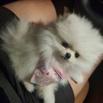 [강아지] 우리집 강아지 얼평좀 <b>부탁행</b>